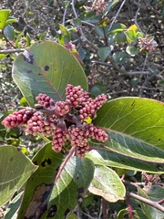 Rhus ovata