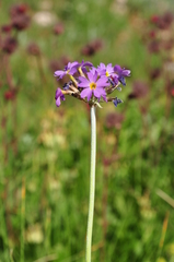 Primula auriculata