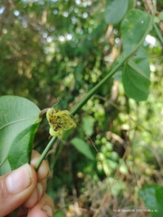Passiflora auriculata