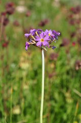 Primula auriculata