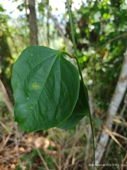 Passiflora auriculata