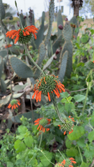 Leonotis nepetifolia