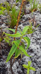 Boehmeria penduliflora