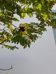 Xylocopa
