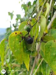 Passiflora auriculata