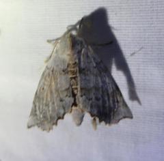 Olceclostera seraphica