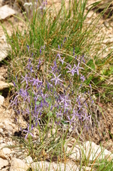 Asyneuma lobelioides