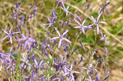 Asyneuma lobelioides