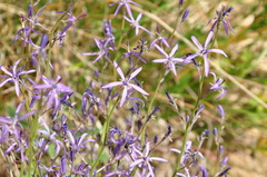 Asyneuma lobelioides