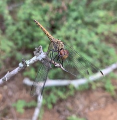 Trithemis werneri
