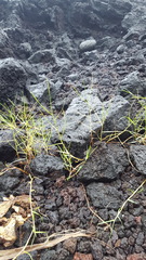 Paspalum vaginatum