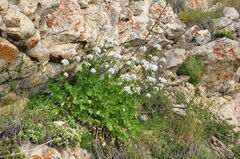 Valeriana italica