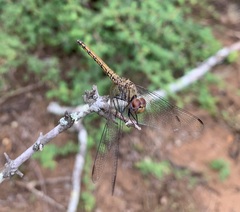 Trithemis werneri