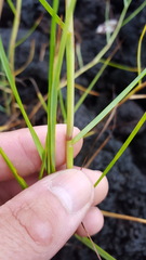 Paspalum vaginatum