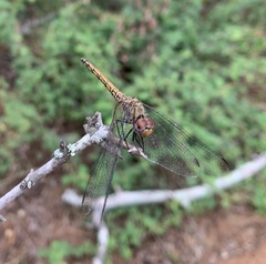 Trithemis werneri
