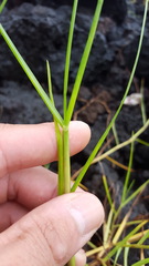Paspalum vaginatum