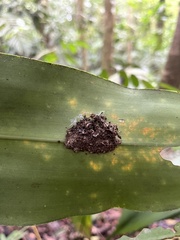 Metapolybia