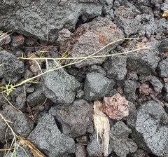 Paspalum vaginatum