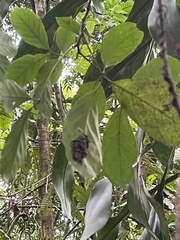 Metapolybia