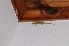 Phelsuma modesta leiogaster