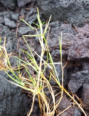 Paspalum vaginatum