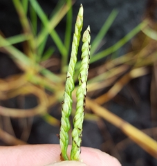 Paspalum vaginatum