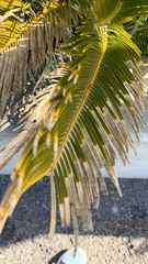 Cycas revoluta