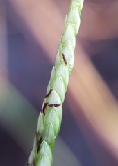 Paspalum vaginatum
