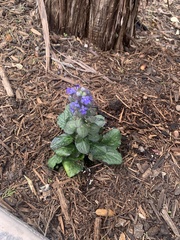 Ajuga