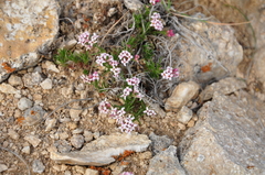 Asperula