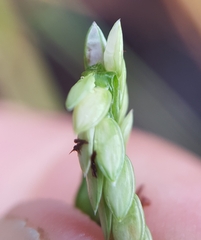 Paspalum vaginatum