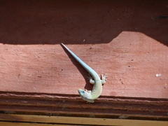 Phelsuma modesta leiogaster