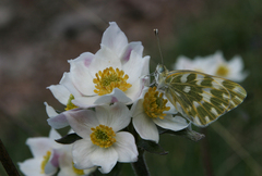 Anemonastrum protractum, photograph Oleg Kosterin, CC BY, iNaturalist via GBIF