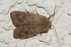 Orthosia pacifica