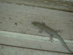 Phelsuma modesta leiogaster