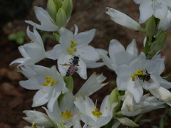 Chlorophytum tuberosum