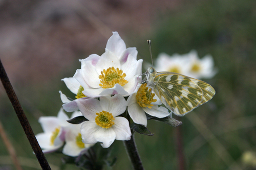 Anemonastrum protractum, photograph 2