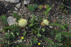 Centaurea armena