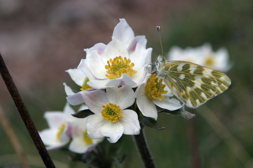 Anemonastrum protractum, photograph 4