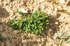 Euphorbia herniariifolia