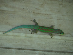 Phelsuma modesta leiogaster