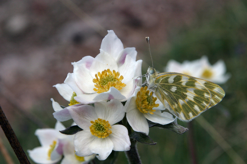 Anemonastrum protractum, photograph 5