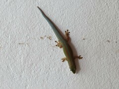 Phelsuma modesta leiogaster