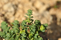 Euphorbia herniariifolia