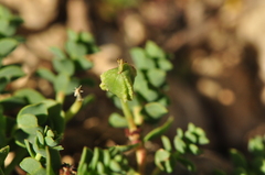 Euphorbia herniariifolia