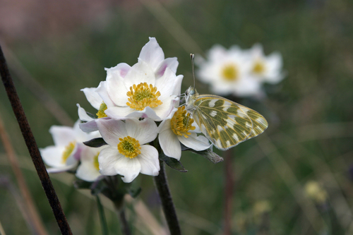 Anemonastrum protractum, photograph 3