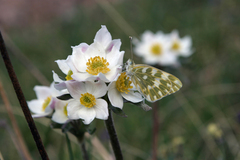 Anemonastrum protractum