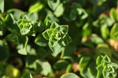 Euphorbia herniariifolia