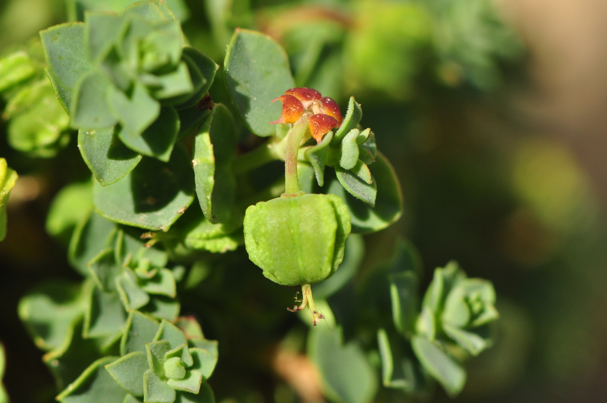 Euphorbia herniariifolia