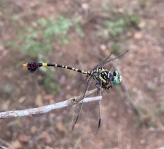 Paragomphus sabicus